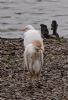 Cattle Egret at Wat Tyler Country Park (Tim Bourne) (78792 bytes)