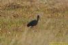 Glossy Ibis at Wat Tyler Country Park (Richard Howard) (122776 bytes)