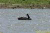 Black Swan at Bowers Marsh (RSPB) (Richard Howard) (132124 bytes)