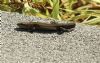 Common Lizard at Canvey Island (Sally Brierley) (118035 bytes)