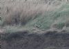 Short-eared Owl at Wallasea Island (RSPB) (Jeff Delve) (93901 bytes)