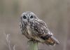 Short-eared Owl at Wallasea Island (RSPB) (Tim Bourne) (42265 bytes)