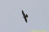 Peregrine Falcon at Canvey Wick (Richard Howard) (35899 bytes)