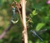 Southern Migrant Hawker at Gunners Park (Andrew Armstrong) (63429 bytes)