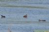 Red-crested Pochard at Wat Tyler Country Park (Richard Howard) (99450 bytes)