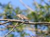 Spotted Flycatcher at Gunners Park (Paul Griggs) (60429 bytes)