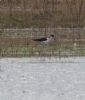 Black-winged Stilt at Bowers Marsh (RSPB) (Jeff Delve) (42999 bytes)