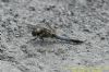 Black-tailed Skimmer at West Canvey Marsh (RSPB) (Richard Howard) (95274 bytes)