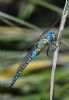 Southern Migrant Hawker at Canvey Way (Jeff Delve) (50943 bytes)