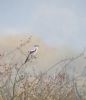 Great Grey Shrike at Bowers Marsh (RSPB) (Paul Griggs) (39790 bytes)