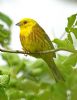 Yellowhammer at Bowers Marsh (RSPB) (Graham Oakes) (59616 bytes)