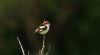 Woodchat Shrike at Rochford (Steve Arlow) (18319 bytes)