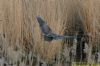 Purple Heron at Wat Tyler Country Park (Richard Howard) (135370 bytes)