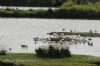 Spotted Redshank at Vange Marsh (RSPB) (Richard Howard) (67347 bytes)