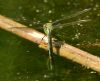 Emperor Dragonfly at Bowers Marsh (RSPB) (Graham Oakes) (67198 bytes)