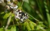 Marbled White at Canvey Way (Max Hellicar) (57830 bytes)