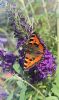 Small Tortoiseshell at South Fambridge (Paul Baker) (83327 bytes)