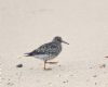 Purple Sandpiper at Gunners Park (Andrew Armstrong) (60795 bytes)