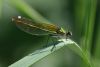 Banded Demoiselle at Cherry Orchard Country Park (Mike Bailey) (39662 bytes)