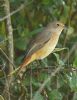 Redstart at West Canvey Marsh (RSPB) (Graham Oakes) (81199 bytes)