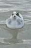 Grey Phalarope at Canvey Point (Graham Oakes) (50528 bytes)