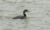 Great Northern Diver at Southend Pier (Steve Arlow) (51201 bytes)