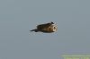 Short-eared Owl at Wallasea Island (RSPB) (Richard Howard) (24389 bytes)