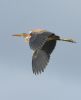 Purple Heron at Bowers Marsh (RSPB) (Graham Oakes) (28055 bytes)