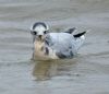 Little Gull at Canvey Point (Graham Oakes) (62831 bytes)