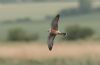 Red-footed Falcon at Vange Marsh (RSPB) (Steve Arlow) (23156 bytes)