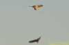 Short-eared Owl at Wallasea Island (RSPB) (Richard Howard) (17585 bytes)