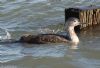 Red-throated Diver at Gunners Park (Jeff Delve) (80395 bytes)