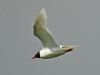 Mediterranean Gull at Bowers Marsh (RSPB) (Graham Oakes) (24443 bytes)