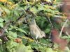 Barred Warbler at Gunners Park (Mike Clarke) (90592 bytes)