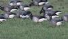 Pale-bellied Brent Goose at Wallasea Island (RSPB) (Jeff Delve) (57903 bytes)