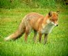 Red Fox at South Fambridge (Paul Baker) (133217 bytes)