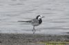 White Wagtail at West Canvey Marsh (RSPB) (Richard Howard) (114302 bytes)