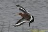 Black-tailed Godwit at West Canvey Marsh (RSPB) (Richard Howard) (105018 bytes)
