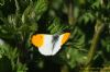 Orange-tip at Wat Tyler Country Park (Richard Howard) (98713 bytes)