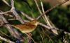 Grasshopper Warbler at Bowers Marsh (RSPB) (Tim Bourne) (58537 bytes)