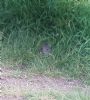House Mouse at Southchurch Park East (Paul Baker) (125739 bytes)