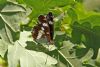 White Admiral at Belfairs N.R. (Mike Bailey) (72939 bytes)
