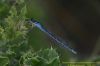 Common Blue Damselfly at Benfleet Downs (Richard Howard) (46338 bytes)