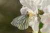 Green-veined White at Canvey Wick (Richard Howard) (84155 bytes)