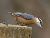 Nuthatch at Hockley Woods (Graham Oakes) (53689 bytes)