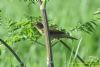 Grasshopper Warbler at Bowers Marsh (RSPB) (Richard Howard) (68540 bytes)