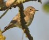 Spotted Flycatcher at Bowers Marsh (RSPB) (Graham Oakes) (60328 bytes)