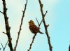 Yellowhammer at Private site with no public access (Sally Brierley) (50193 bytes)