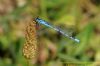 Common Blue Damselfly at West Canvey Marsh (RSPB) (Richard Howard) (49279 bytes)