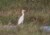 Cattle Egret at Tewke's Creek (Don Petrie) (41253 bytes)